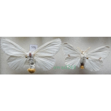Euproctis similis (Fuessly, 1775) pair Kuprówka złotnica Slovakia98j
